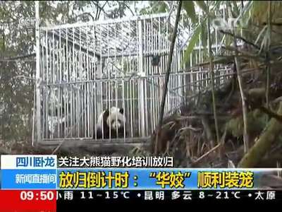 [视频]关注大熊猫野化培训放归 四川卧龙 放归倒计时：“华姣”顺利装笼