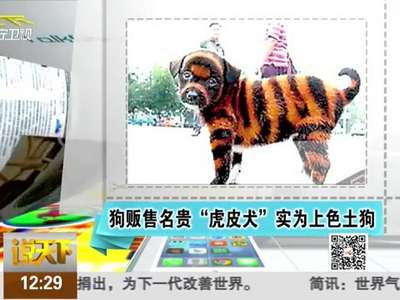 [视频]狗贩售名贵“虎皮犬” 实为上色土狗
