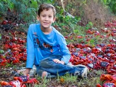 [视频]1200万只澳洲红蟹大迁移 横行圣诞岛