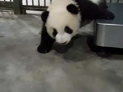 [视频]熊猫生起气来连自己都摔 你怕不怕?