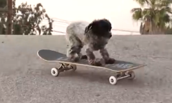 技术真好！这才是真正的滑板狗