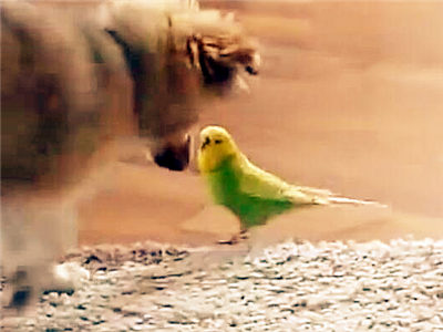 汪星人与绿鹦鹉相恋