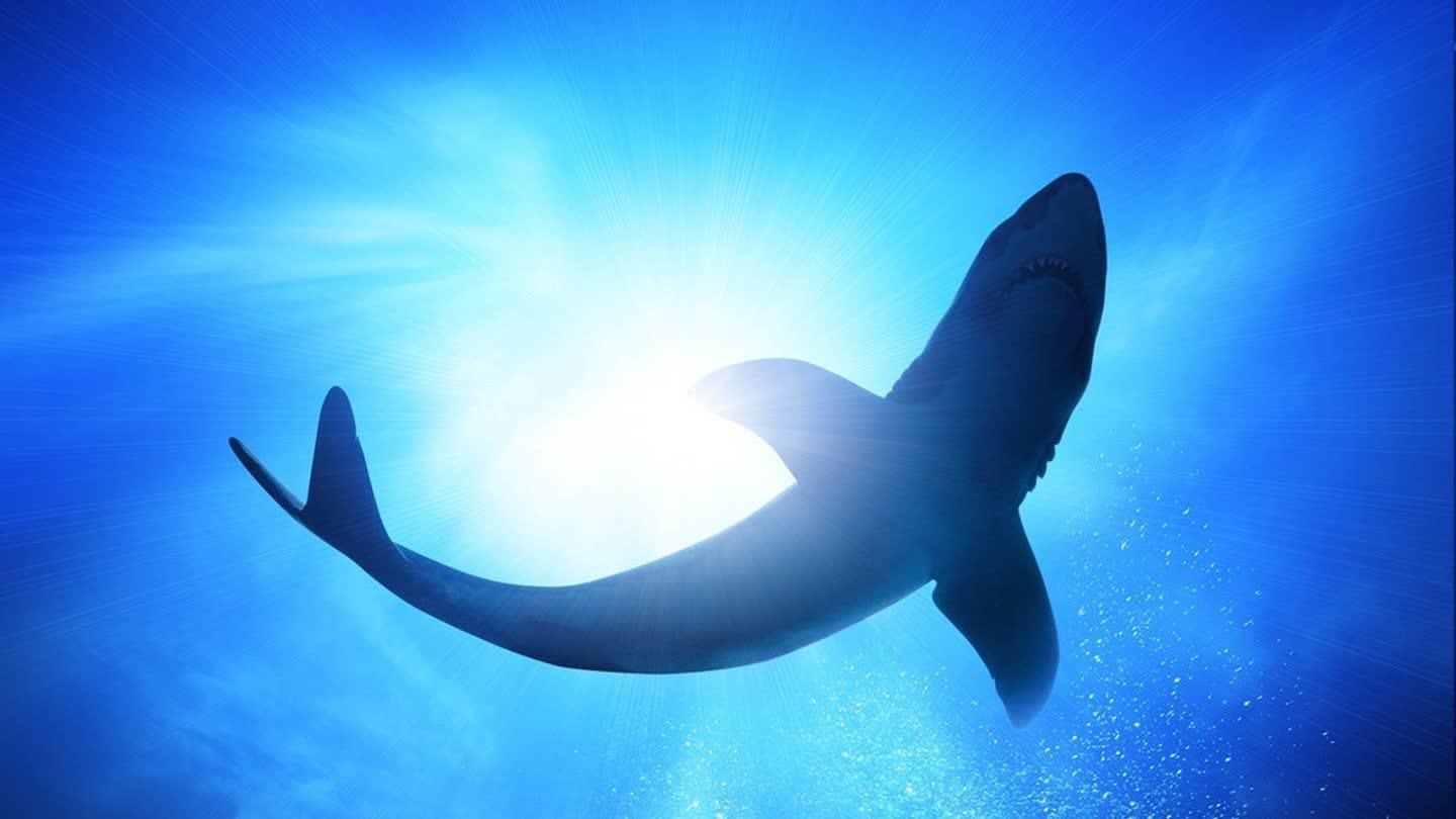 比基尼靓妹出海钓鲨鱼 上演海洋版美女与野兽