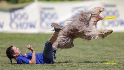 Sky飞盘狗世界杯中国资格赛 全场录播