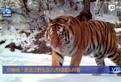 [视频]实拍野生东北虎和镜头对看 两眼闪闪发光