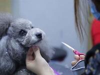 爱狗狗也能爱出创意