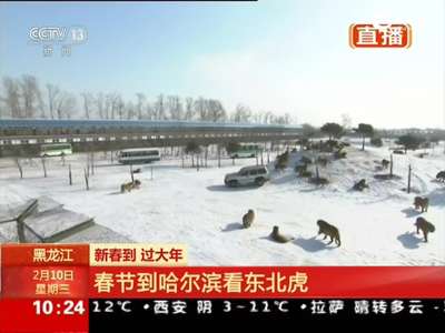 [视频]实拍动物园东北虎争抢觅食锻炼野性