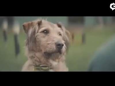 [视频]英国宠物领养机构温馨广告 有只狗狗在等你到来