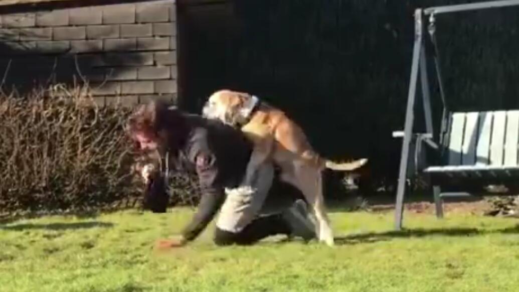 本想和宠物一起做瑜伽 奈何我家狗子老是想上我