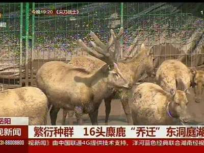 繁衍种群 16头麋鹿“乔迁”东洞庭湖区