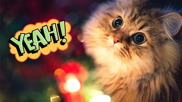 真的知道猫主子在想什么吗？