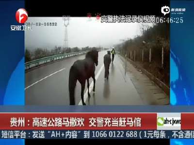 [视频]实拍两匹马冲上高速撒欢 民警狂追两公里