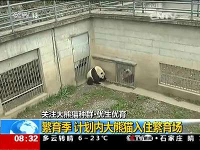 [视频]关注大熊猫种群·优生优育：繁育季 计划内大熊猫入住繁育场