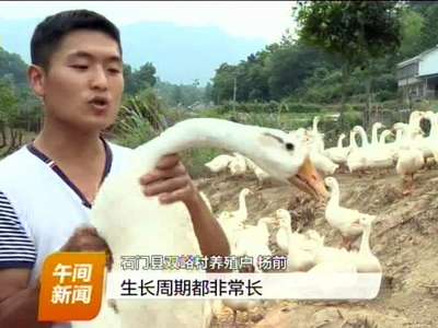 收购商反悔 石门双峪村400只鹅急求销路