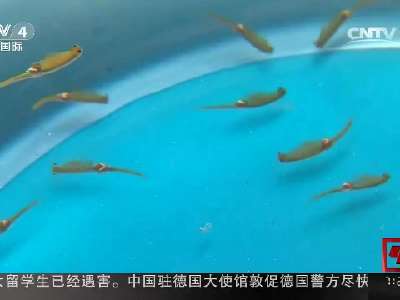 [视频]山东青岛：山顶惊现“仙女虾”