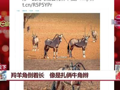 [视频]羚羊双角向下倒着长：像是扎俩牛角辫