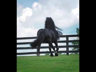 [视频]世界最帅长发公马：原谅我一生放荡不羁爱烫发