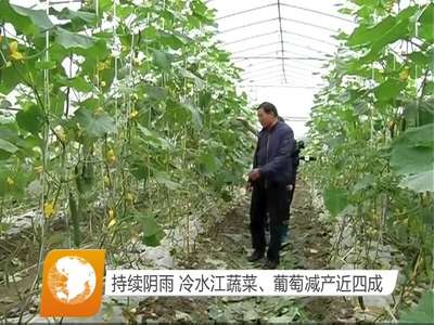 持续阴雨 冷水江蔬菜、葡萄减产近四成