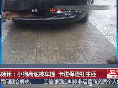 [视频]江苏扬州：小狗高速被车撞 卡进保险杠生还