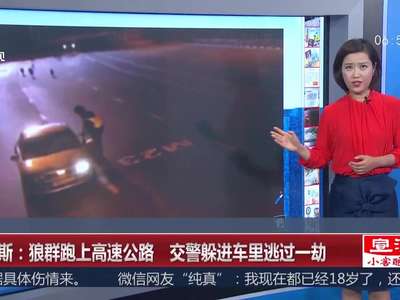 [视频]俄罗斯：狼群跑上高速公路 交警躲进车里逃过一劫