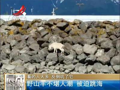 [视频]山羊不堪人群追赶拍照 被迫跳海自杀