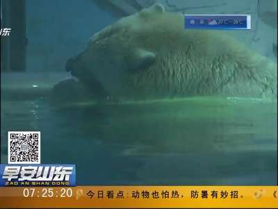 [视频]极地动物清凉冰爽过夏日