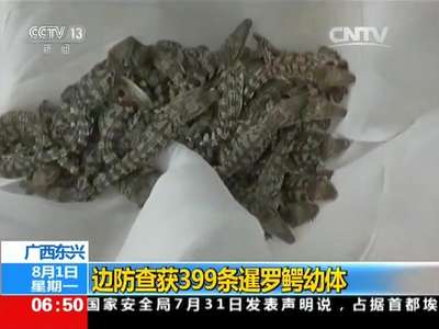 [视频]广西东兴：边防查获399条暹罗鳄幼体