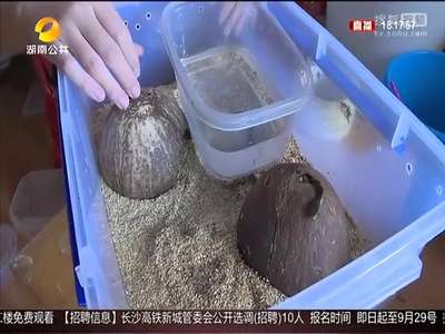 [视频]海归学生菜市场捡蛇蛋 孵化1300多条小蛇给它们一个家