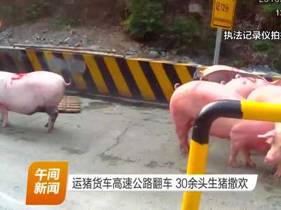 运猪货车高速公路翻车 30余头生猪撒欢