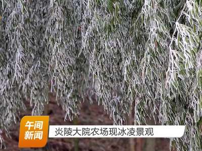 炎陵大院农场现冰凌景观