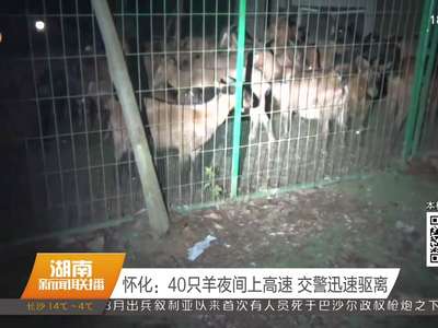 怀化：40只羊夜间上高速 交警迅速驱离