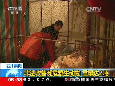 [视频]四川绵阳：非法收售濒危野生动物 重量达2吨