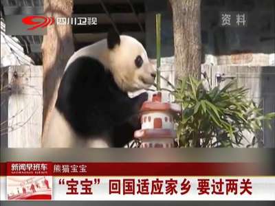 [视频]熊猫宝宝 “奇一”抱饲养员大腿 萌翻全球