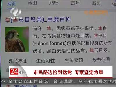 株洲：市民路边捡到猛禽 专家鉴定为隼