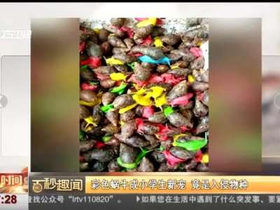 [视频]彩色蜗牛成小学生新宠 竟是入侵物种