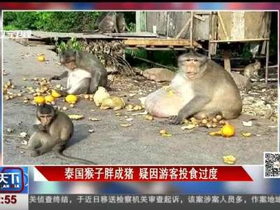 [视频]泰国猴子胖成猪 疑因游客投食过度