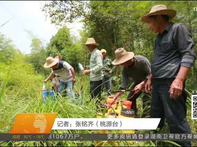 常德桃源：万亩竹林爆发跳蝻 药剂防治灭竹蝗