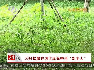 株洲：”50只松鼠在湘江风光带当“新主人” 