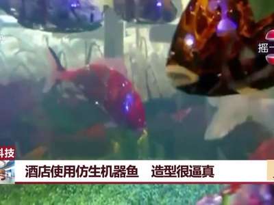 [视频]高新科技：酒店使用仿生机器鱼 造型很逼真