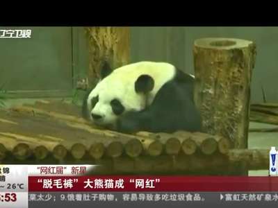 [视频]“网红届”新星：“脱毛裤”大熊猫成“网红”