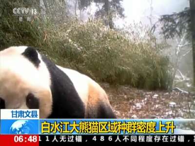 [视频]甘肃文县：白水江大熊猫区域种群密度上升