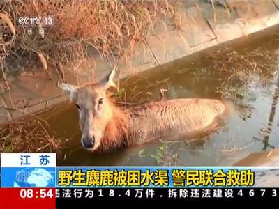 [视频]江苏 野生麋鹿被困水渠 警民联合救助