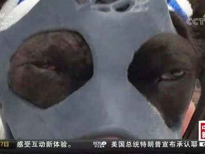 [视频]3D面罩帮小狗恢复面部损伤