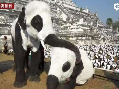 [视频]泰国象园把大象涂成熊猫 称为配合熊猫展