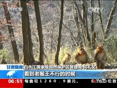 [视频]甘肃陇南：野外相机拍下金丝猴活动影像