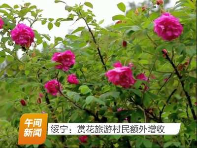 绥宁：赏花旅游村民额外增收