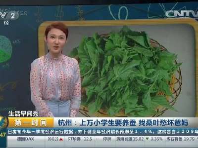 [视频]生活早间秀 杭州：上万小学生要养蚕 找桑叶愁坏爸妈