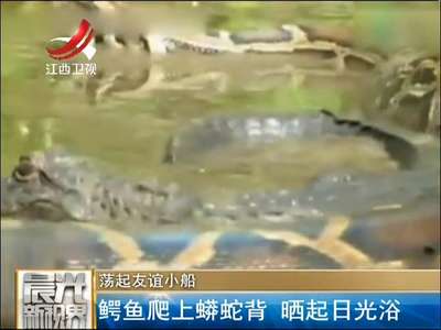 [视频]荡起友谊小船：鳄鱼爬上蟒蛇背 晒起日光浴