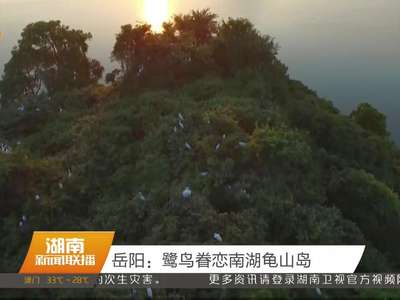 岳阳：鹭鸟眷恋南湖龟山岛