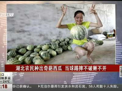 [视频]湖北农民种出奇葩西瓜 当球踢摔不破掰不开